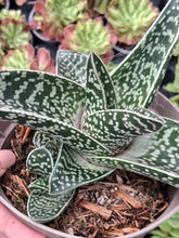 Load image into Gallery viewer, x Gasteraloe hybrid
