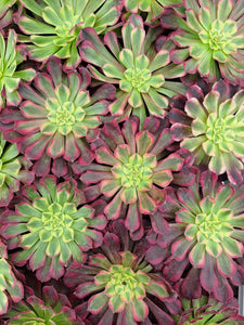 Aeonium WU TIAN JI   [WTJ]