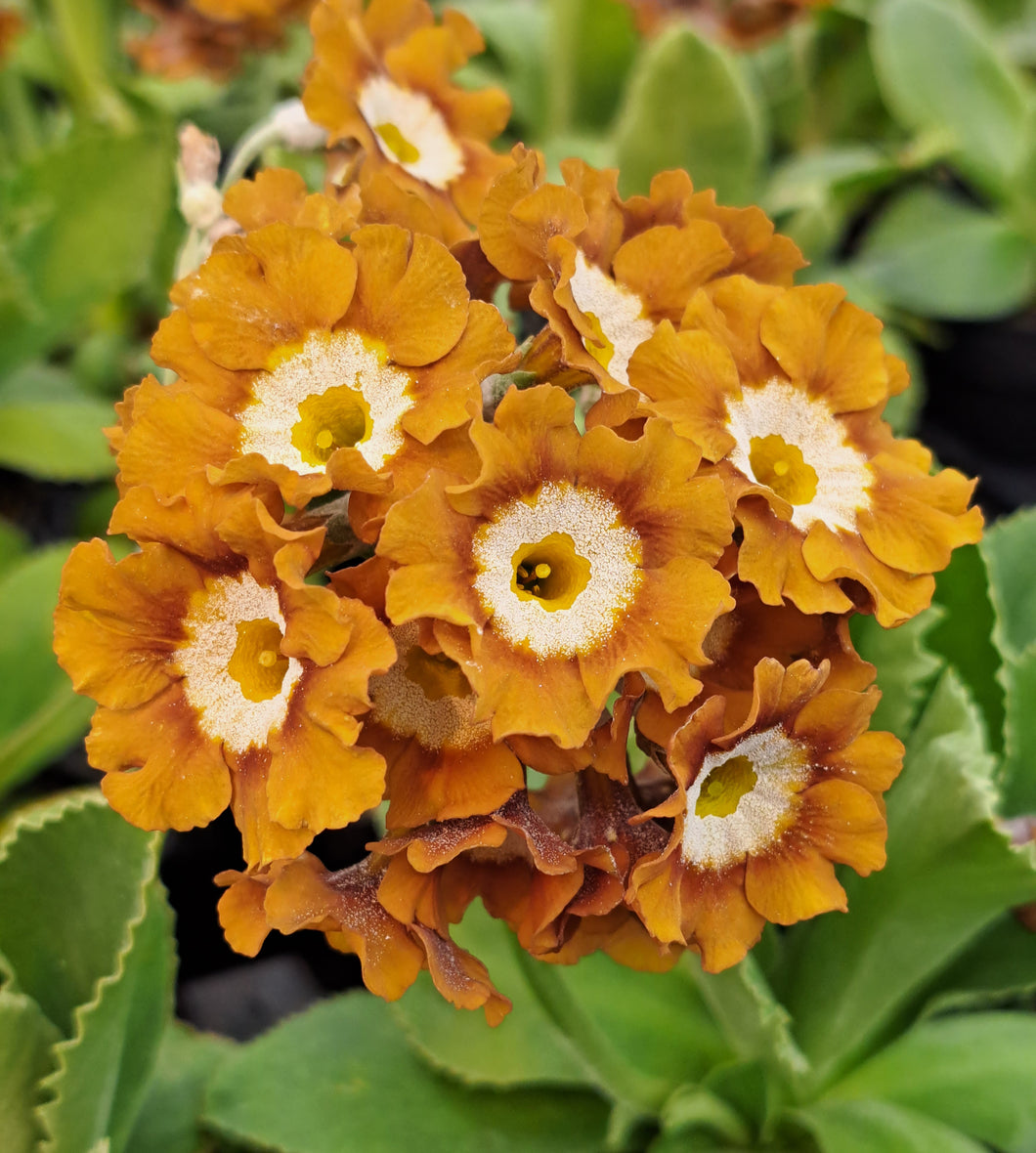 Auricula 'DICK ROGERS' (B)