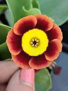 Auricula 'MANRAY' (A)