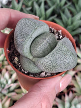 Load image into Gallery viewer, Pleiospilos Nelii "Split rock"
