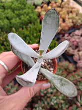 Load image into Gallery viewer, Cotyledon Orbiculata var. Flanaganii

