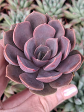 Load image into Gallery viewer, Echeveria MINA

