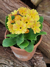 Load image into Gallery viewer, Auricula &#39;CHAMOIS&#39; (B)
