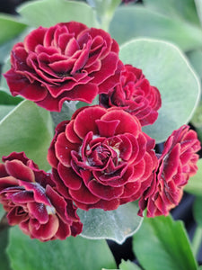 Auricula 'PEGASES' (D)