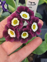 Load image into Gallery viewer, Auricula &#39;AUBERGINE&#39; (B)
