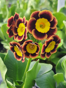 Auricula 'THISBE' (A)