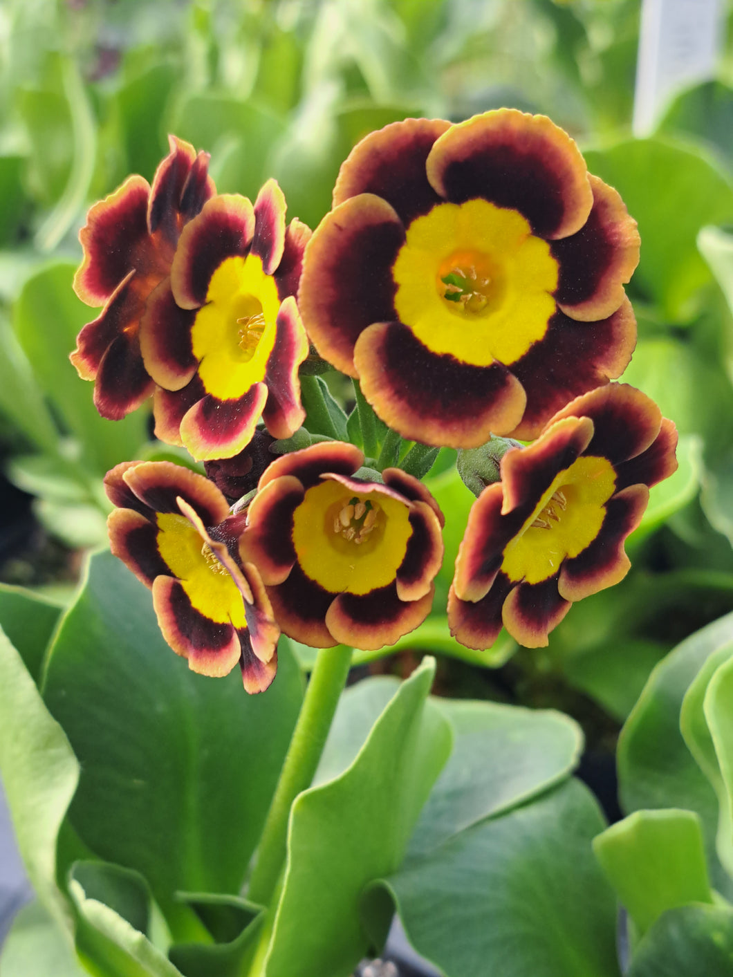 Auricula 'THISBE' (A)