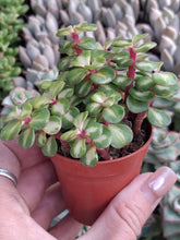 Load image into Gallery viewer, Crassula (Portulacaria) Afra Mediopicta
