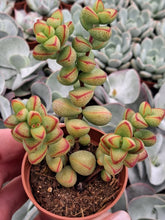 Load image into Gallery viewer, Crassula brevifolia 5.5cm
