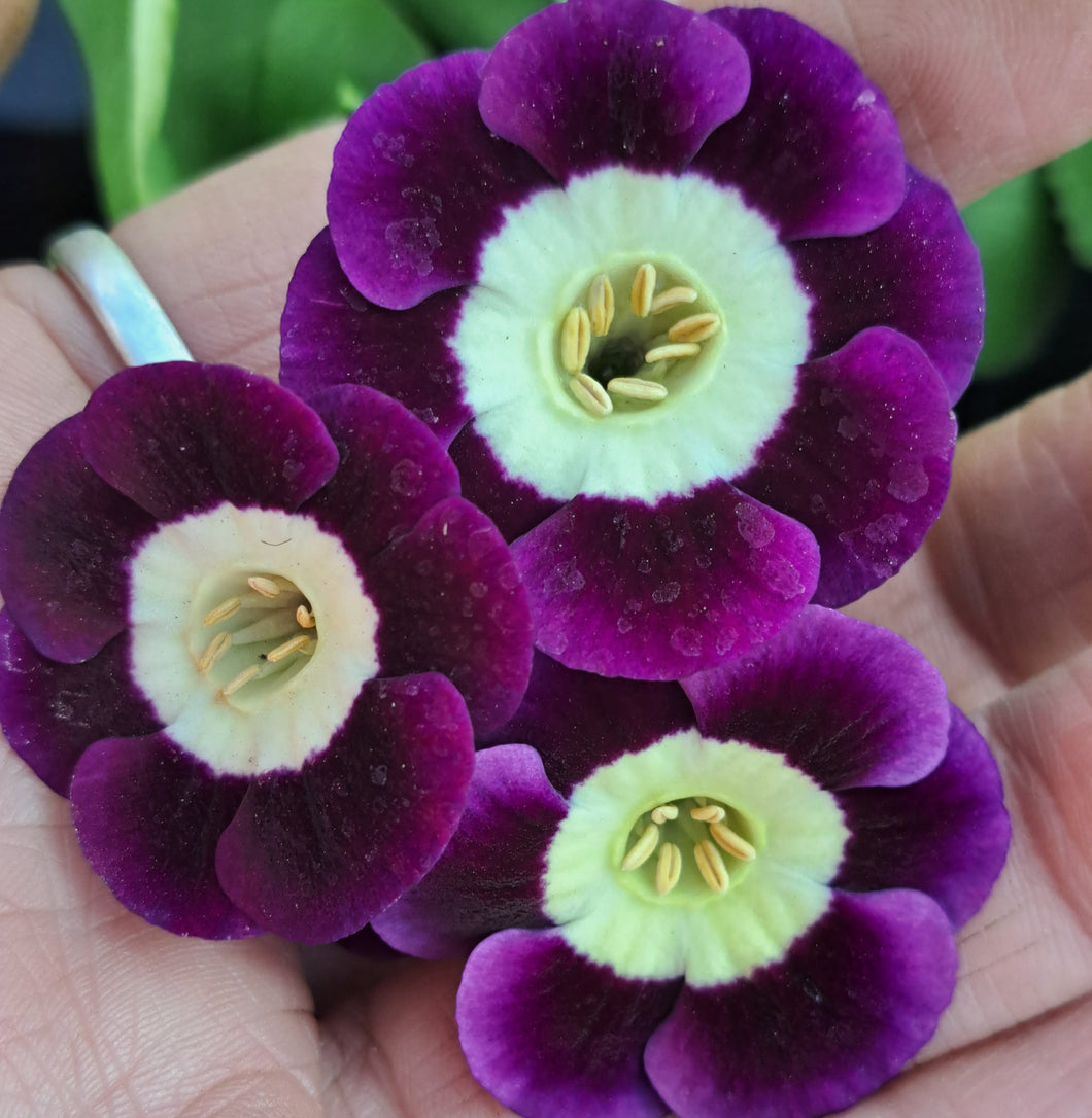 Auricula 'QUARRY LANE' (A)