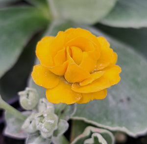 Auricula 'CARMEL' (D)