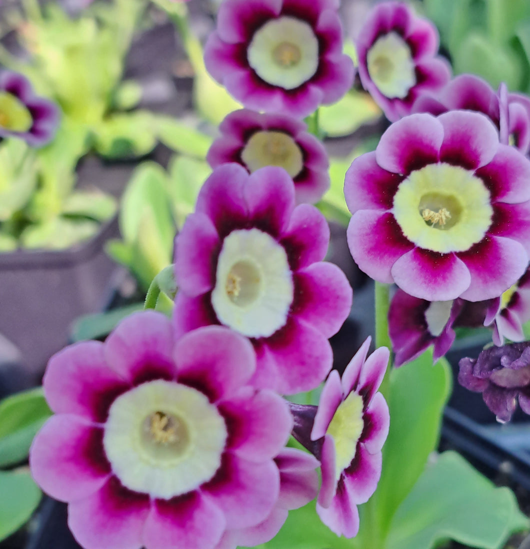 Auricula 'ROWENA' (A)
