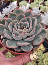 Load image into Gallery viewer, Echeveria HERCULES
