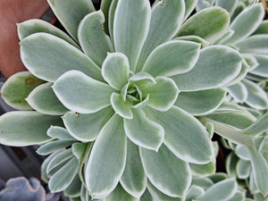 Echeveria Lemon Lime f. Variegata