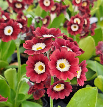 Load image into Gallery viewer, Auricula &#39;D&#39;ARTAGNAN&#39; (B)
