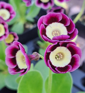 Auricula 'NEWTON HARCOURT' (A)