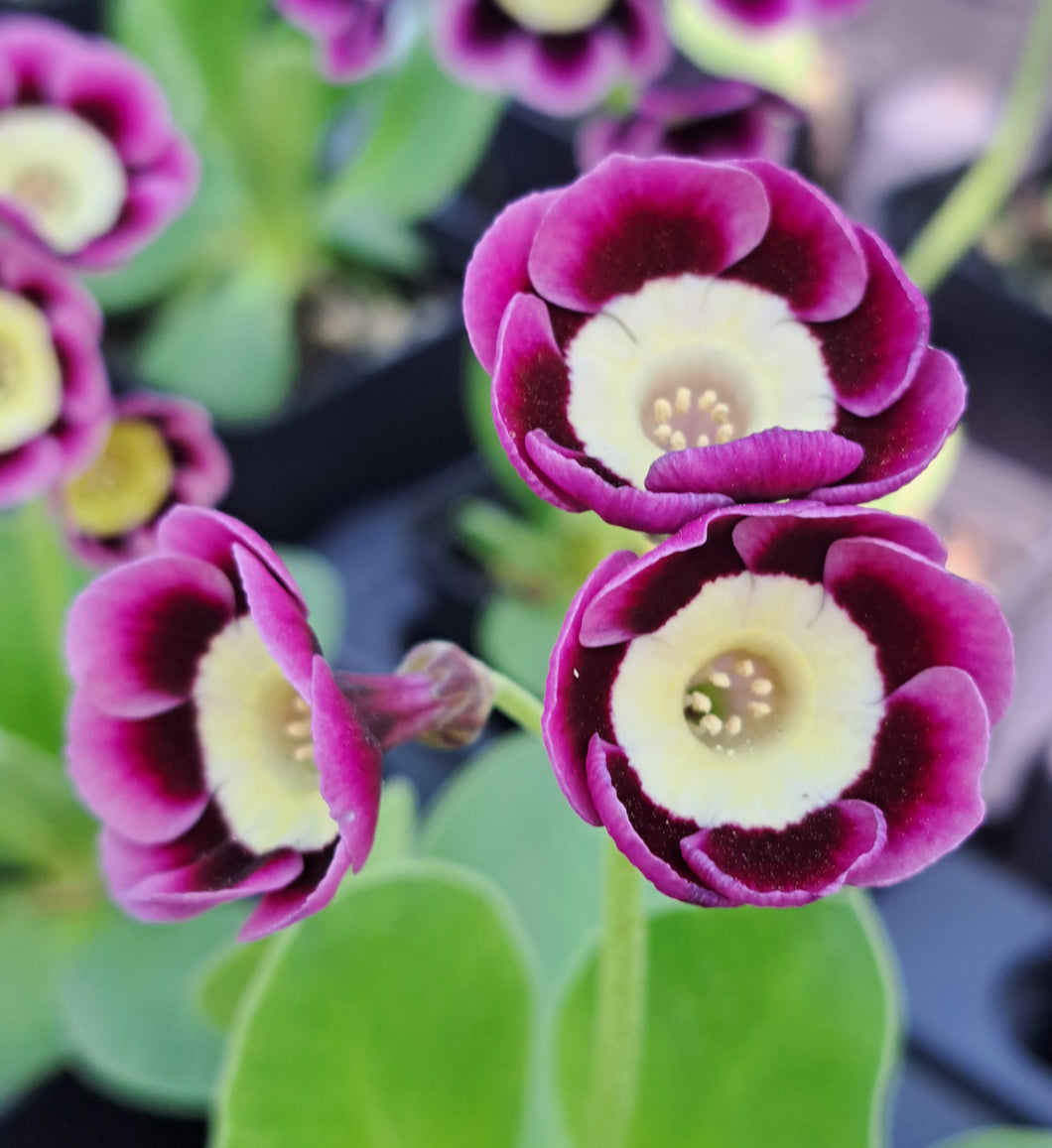 Auricula 'NEWTON HARCOURT' (A)