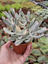 Load image into Gallery viewer, Cotyledon Orbiculata var. Flanaganii f. variegata
