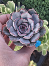Load image into Gallery viewer, Echeveria HERCULES
