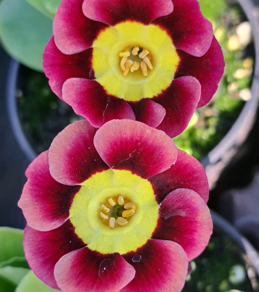 Auricula 'GEORGE JENNINGS' (A)