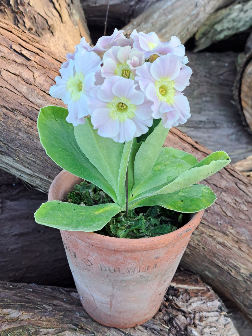 Auricula 'CHARLES RENNIE' (B)