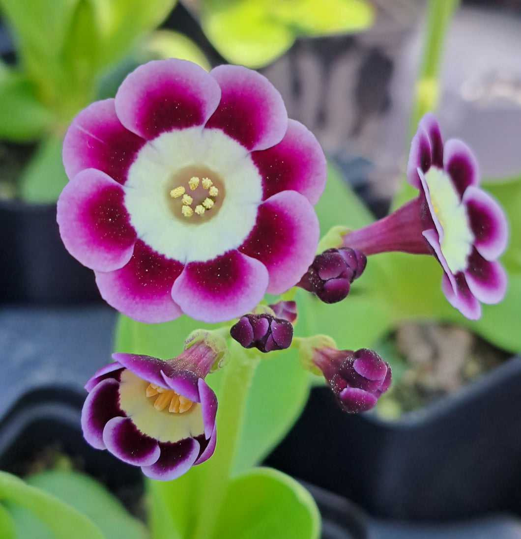 Auricula 'PLAYBOY' (A)