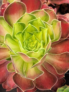 Aeonium 'Shao Hua' – UK-Grown Pink Witch Middle-Variegated Succulent