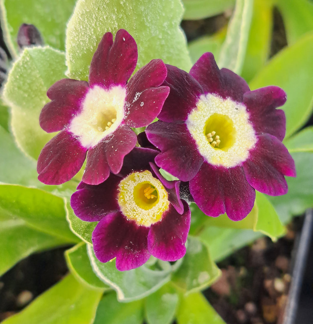 Auricula 'PURPLE VELVET' (B)