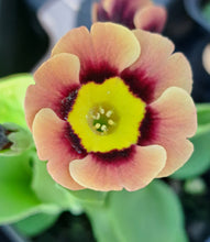 Load image into Gallery viewer, Auricula &#39;OVERDALE&#39; (A)
