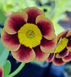 Auricula 'PADDLIN MADELEINE' (A)