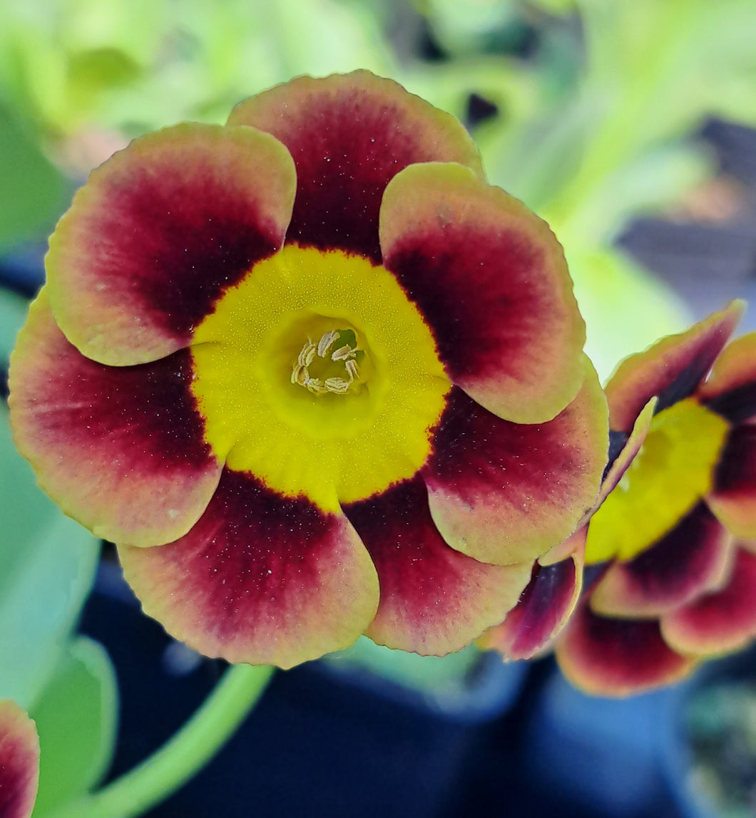 Auricula 'PADDLIN MADELEINE' (A)