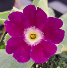 Load image into Gallery viewer, Auricula &#39;PURPLE ROYALE&#39; (B)
