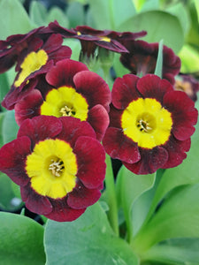 Auricula 'MINK' (A)