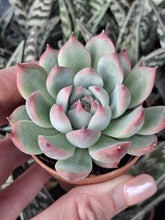 Load image into Gallery viewer, Echeveria Chihuahuaensis
