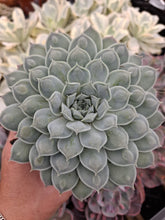 Load image into Gallery viewer, Echeveria HEARTS CHOICE syn. GILO
