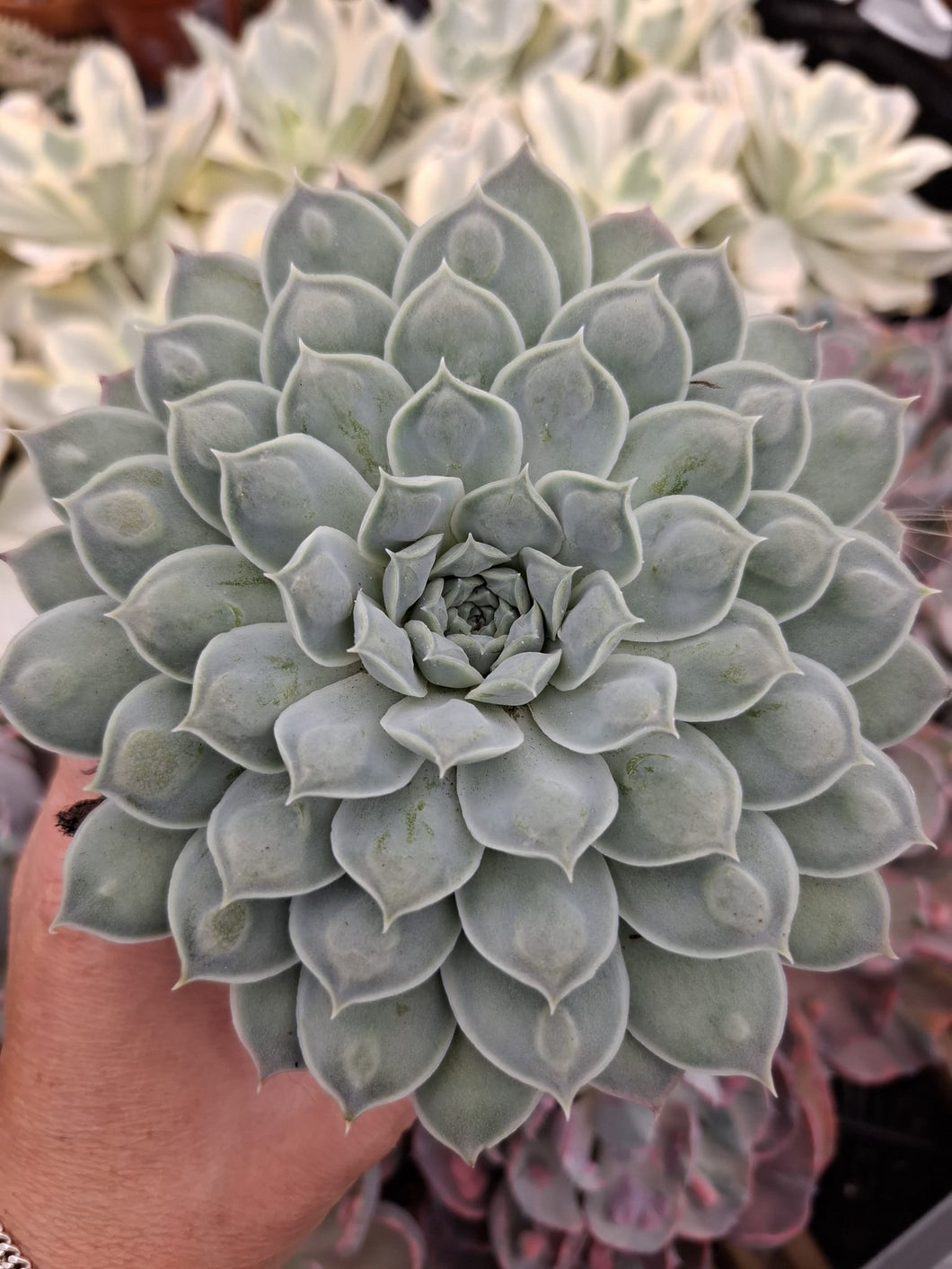 Echeveria HEARTS CHOICE syn. GILO