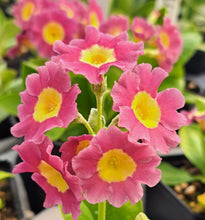 Load image into Gallery viewer, Auricula &#39;FIRST LIGHT&#39; (B)
