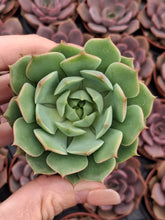 Load image into Gallery viewer, Echeveria RAMILLETTE
