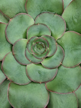 Load image into Gallery viewer, Aeonium UNDULATUM
