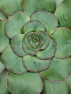 Aeonium undulatum – UK-Grown Large-Rosette Succulent