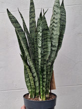Load image into Gallery viewer, Sanseveria Zeylanica

