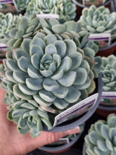 Load image into Gallery viewer, Echeveria ELEGANS
