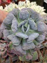 Load image into Gallery viewer, Echeveria HEARTS DELIGHT
