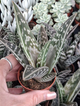 Load image into Gallery viewer, Aloe VARIEGATA
