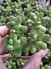 Load image into Gallery viewer, Sedum Lucidum OBESUM  5.5cm
