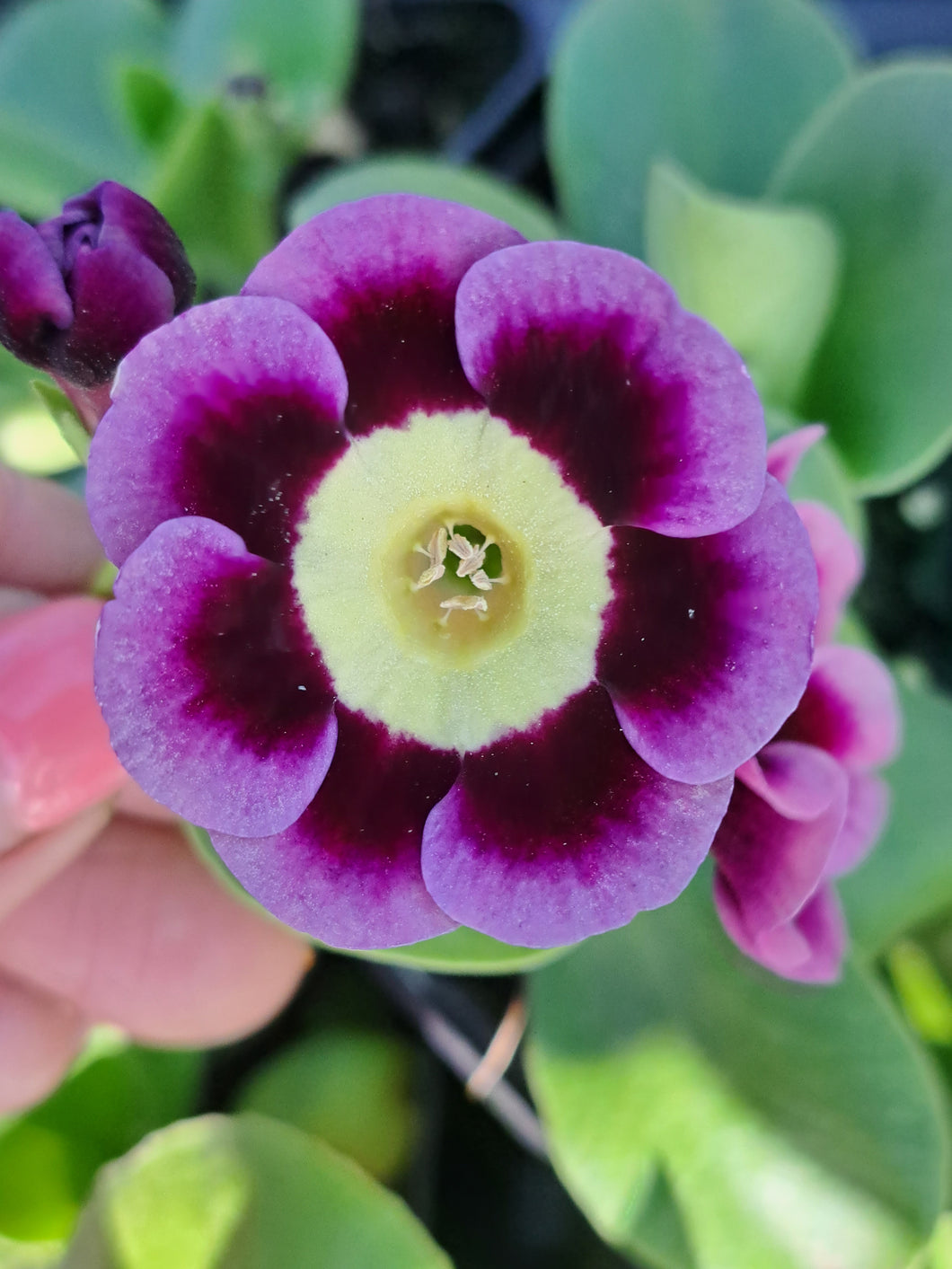 Auricula 'FONTEYN' (A)