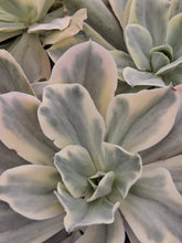 Load image into Gallery viewer, Echeveria JAPAN MOON RIVER
