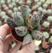 Load image into Gallery viewer, Adromischus Cooperi Festivus 5.5cm
