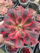 Load image into Gallery viewer, Aeonium CHANEL syn. CORNISH ROSE VARIEGATED
